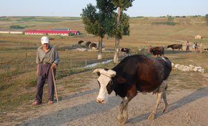 2010 juli boerderij met koe.jpg